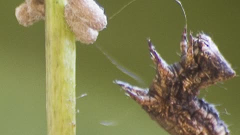 Undead Caterpillars Act As Bodyguards For Wasps #insect