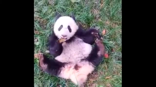 Funny Panda and Cute Panda Videos Compilation