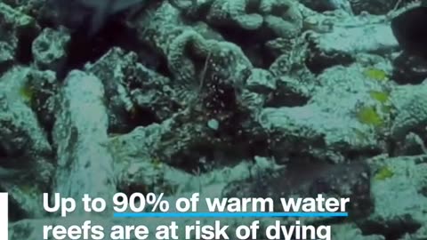Fish that eat coral actually protect it, scientists have discovered