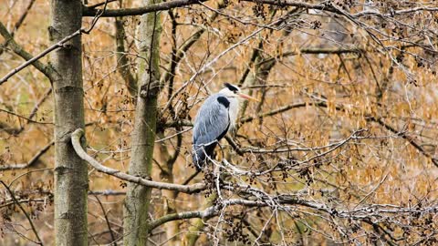Animals, nature, sound, 3