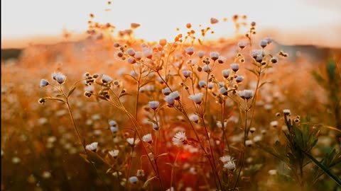 Relaxing Music | Sleeping, Meditation, Stress Relief | [1663] ⭐️