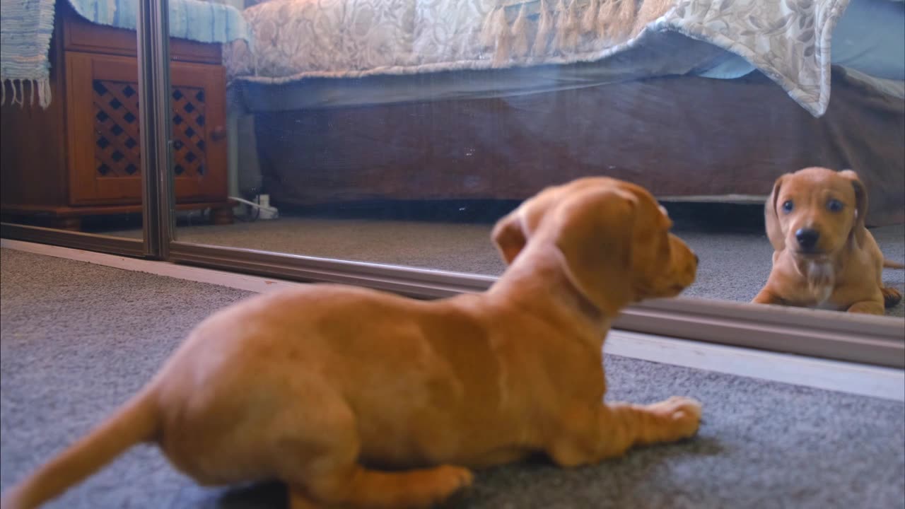 A Dog Fights With His Reflection In The Mirror