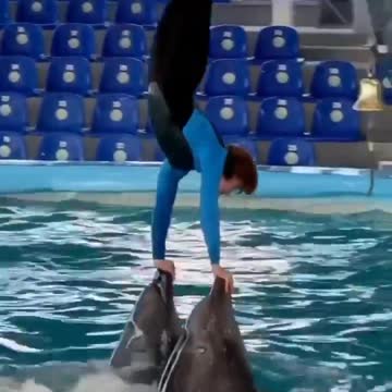 Dolphin Circus