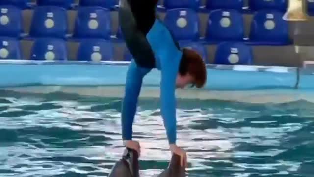 Dolphin Circus