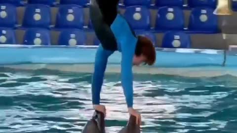 Dolphin Circus