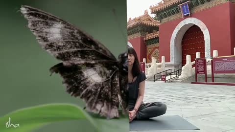 Animal Nature Yoga