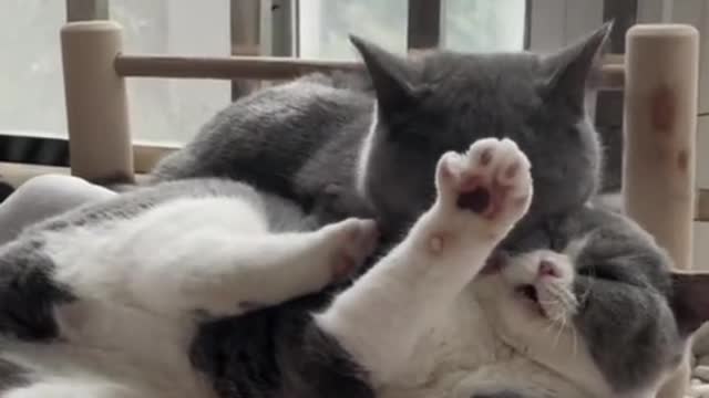 Cats video-sweet cats video #beautiful