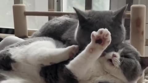 Cats video-sweet cats video #beautiful