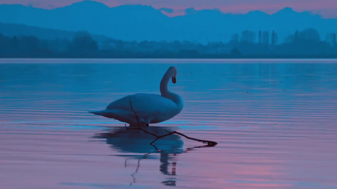 animal-nature22