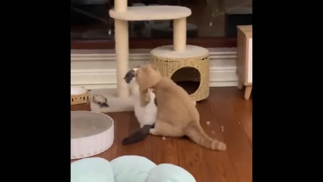 The cute cute pet is playing