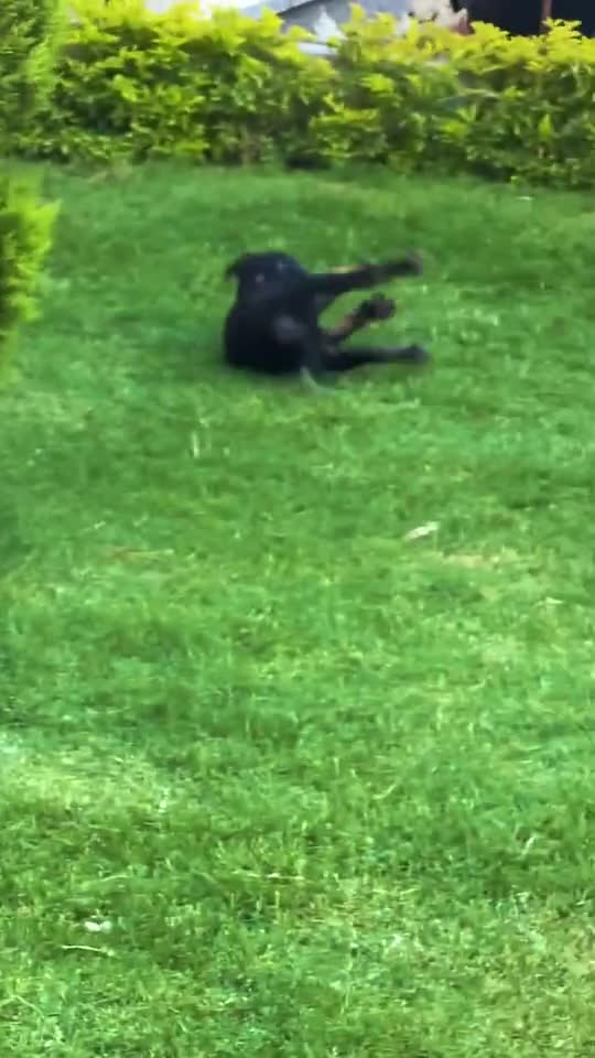 Happy Day for the Dogs