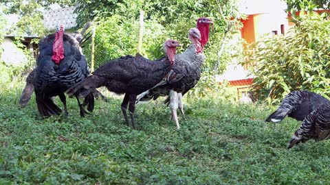 Group Of Turkeys