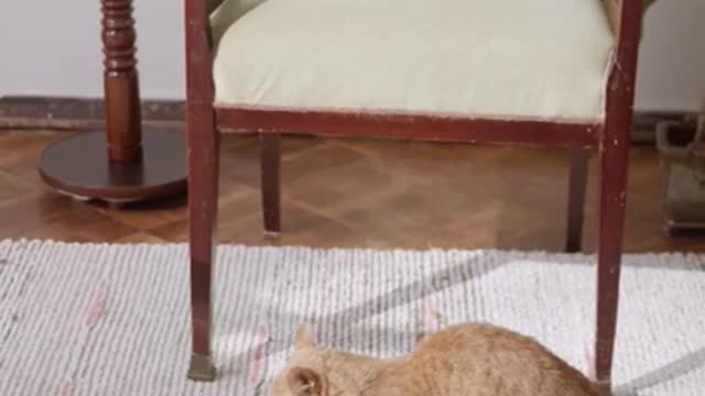 3.cute cat and funny cat shorts❤#shorts #cat #cutecat