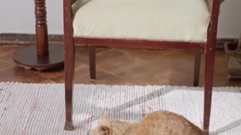 3.cute cat and funny cat shorts❤#shorts #cat #cutecat