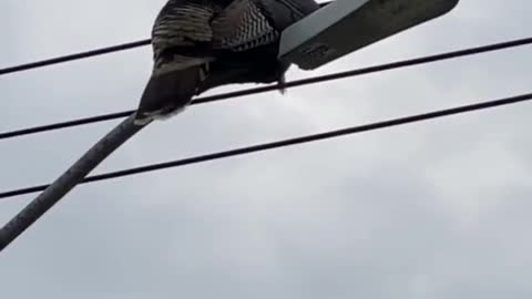 Turkey Sits On Streetlight