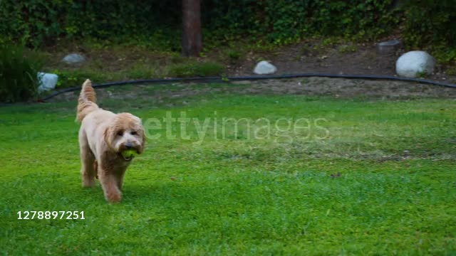 Dog sets frisbee record for longest catch during Canadian football game