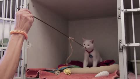 Kitten Playing With String