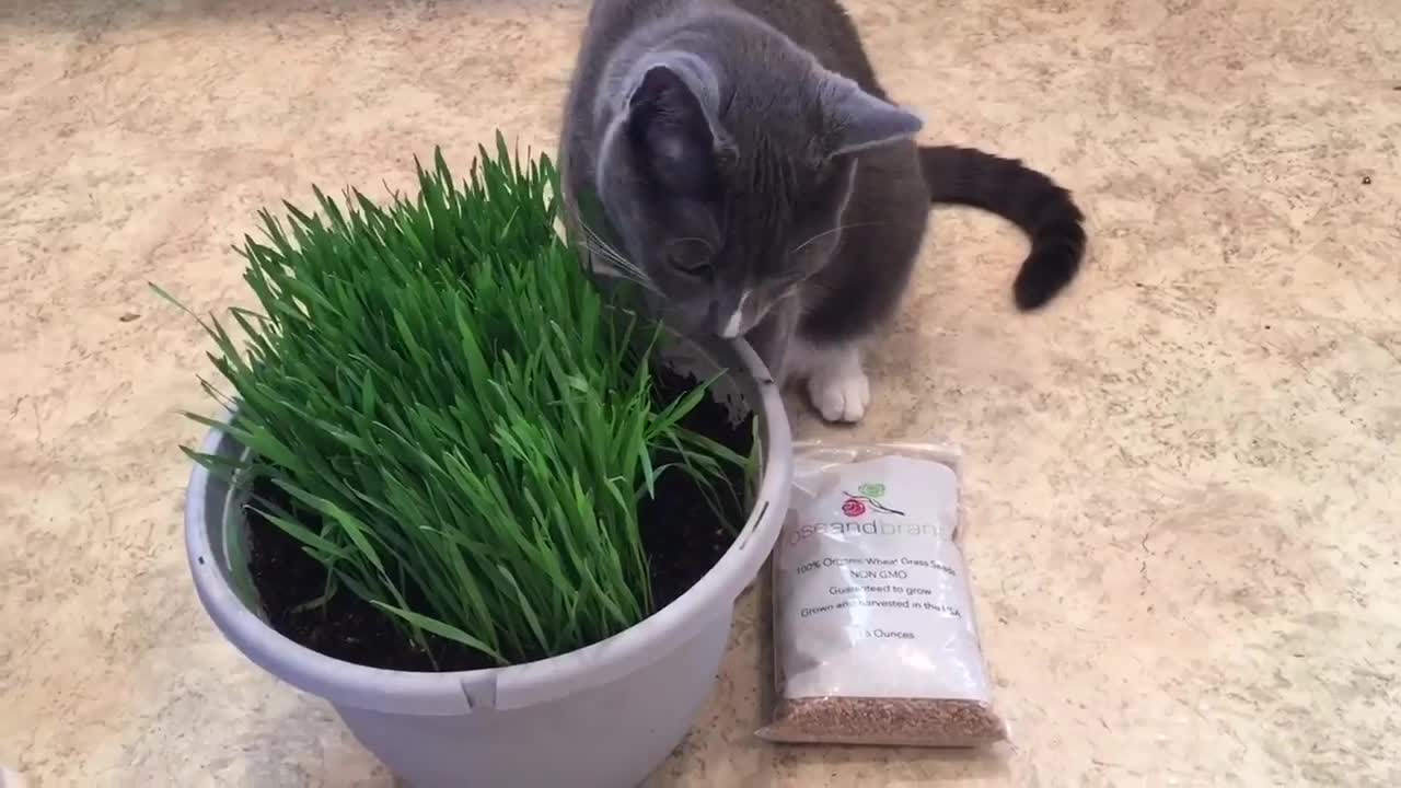 FUNNY CATS REACTION TO EATING CAT GRASS FOR THE FIRST TIME