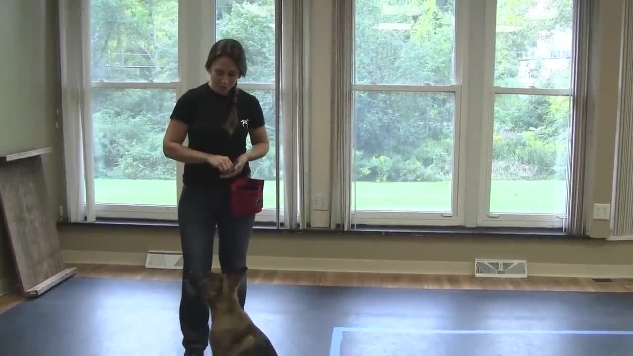 Train a Dog to Pay Attention