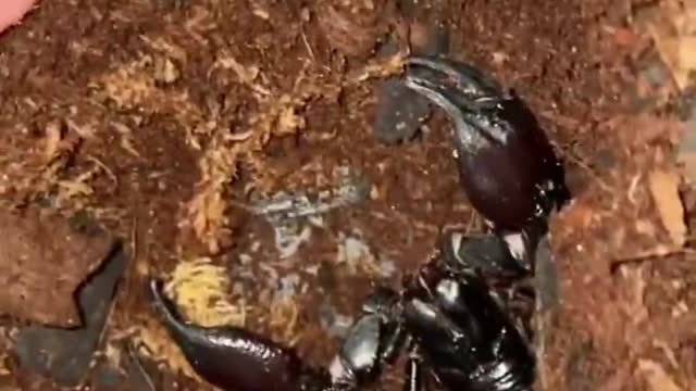 When Baby Scorpions come off their Mother