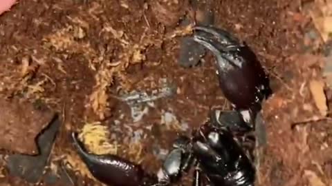 When Baby Scorpions come off their Mother