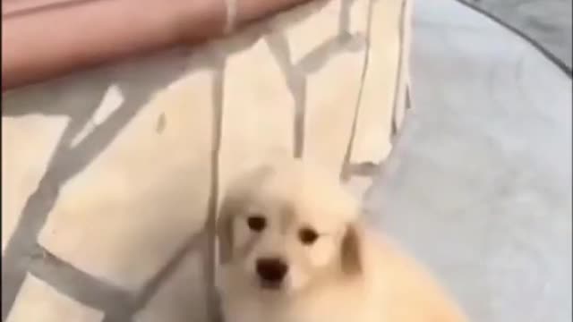 Cute dogs and puppies