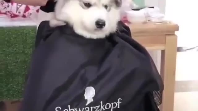 Cute dogs also need haircuts