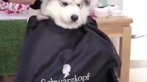 Cute dogs also need haircuts