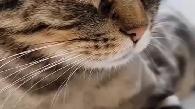 Lovely Cats [Watch That Short Leg😍😍😍]