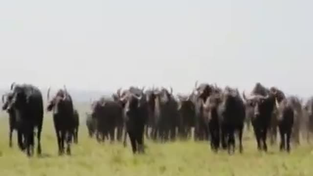 One Buffalo Vs Twenty Lions Fighting video