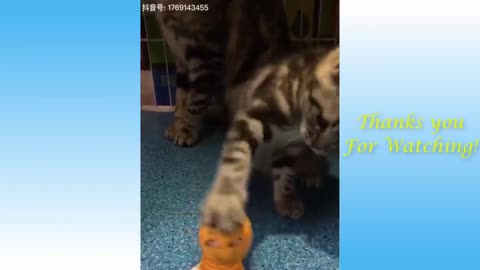 Little Cat Plays With Her Funny Toy