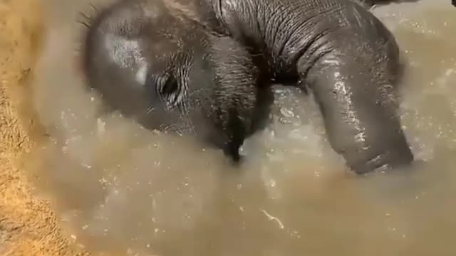 SO CUTE BABY ELEPHANT 🐘 SO CUTE 😍 CALF