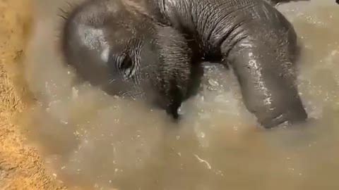 SO CUTE BABY ELEPHANT 🐘 SO CUTE 😍 CALF