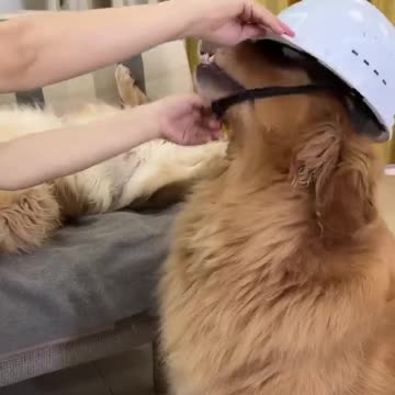 I have to protect my head the cute pet has b...