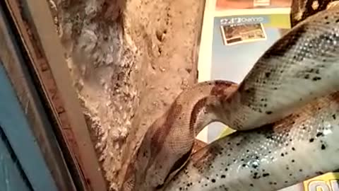 Visitando El Reptilario En Juayua