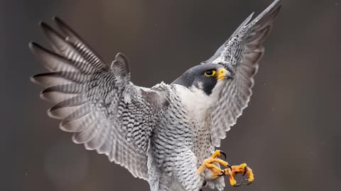 peregrine falcons