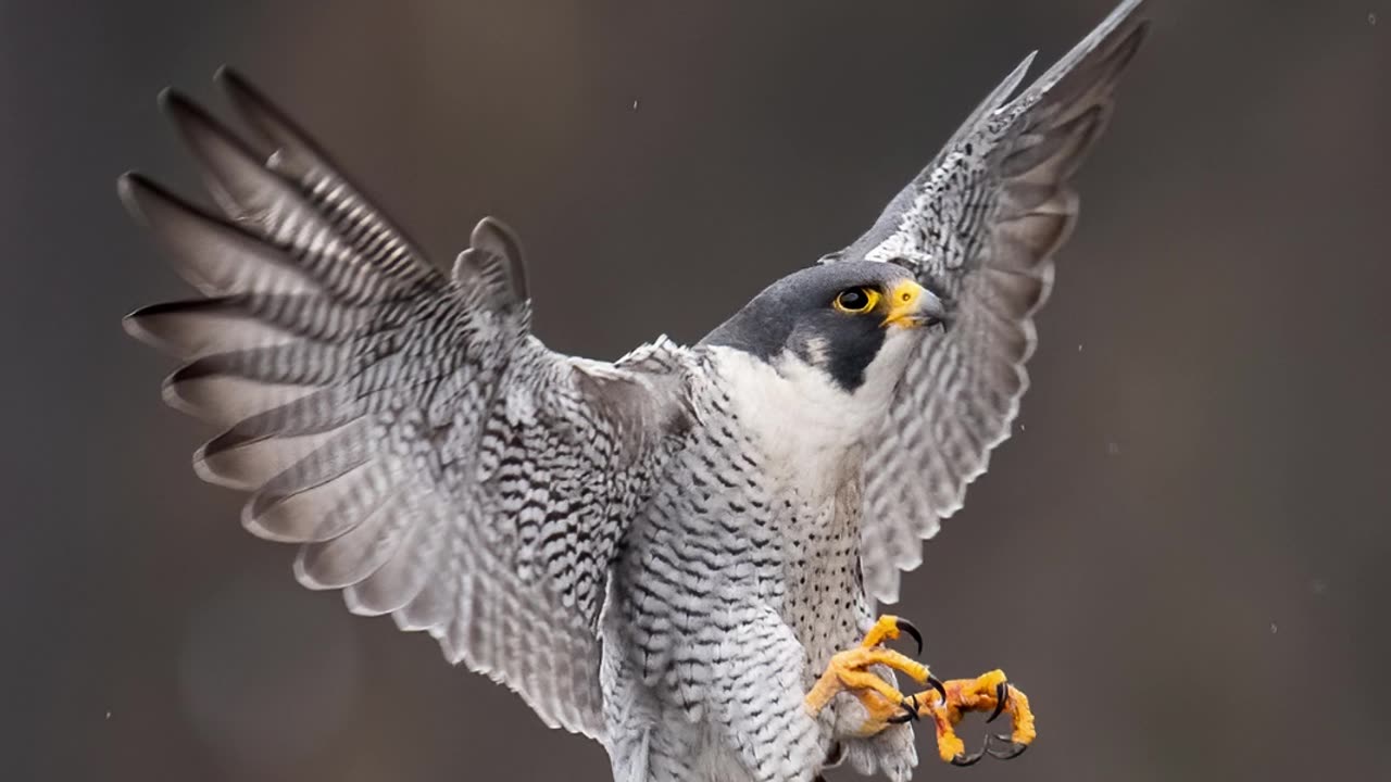 peregrine falcons