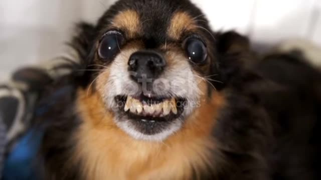 Grin of a small cute funny dog 🐕