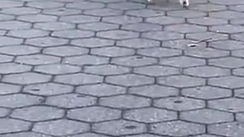 Dog on leash walks in hilariously bizarre manner