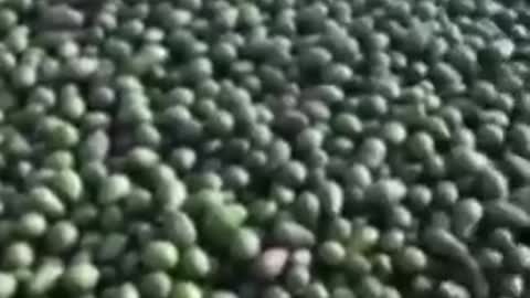 Atherton, North Queensland - Truckloads of avocados dumped to create a food price crisis