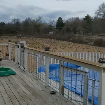 The birds are coming