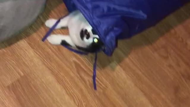 Weirdo cat nose-dives into vertical tunnel