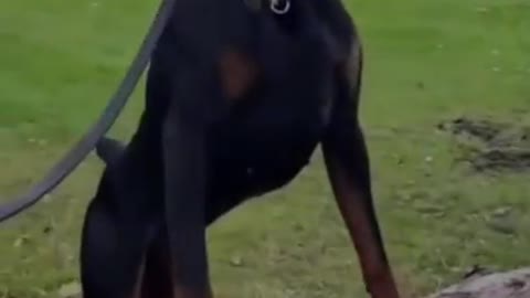 Dobermen🔥 _ | Cutest Overloaded |