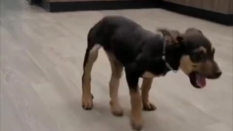 Puppy Dances
