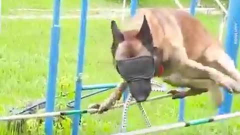 BLIND FOLDED DOG WALKING ON A ROPE