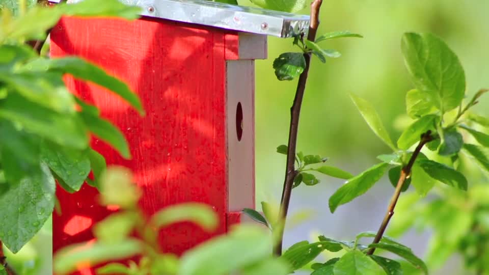 sperling-sparrow-songbird-bird