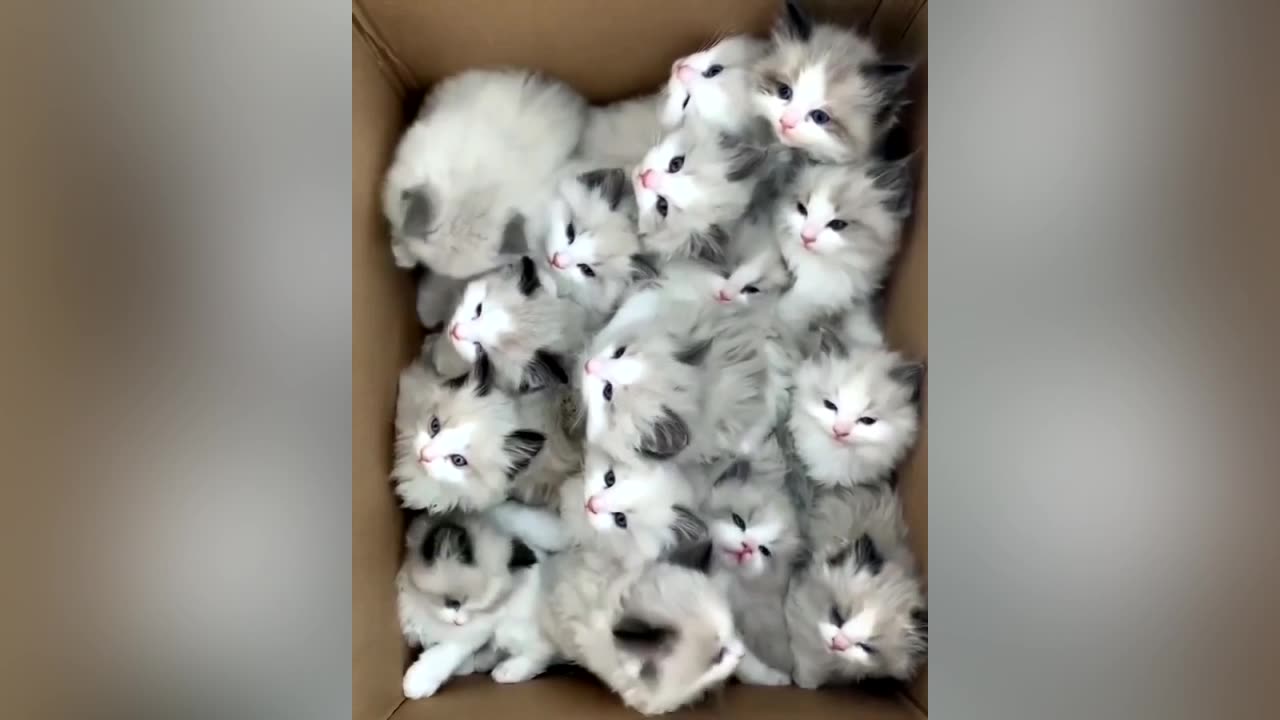 Adorable Cat Compilation: Cute Kittens Galore!