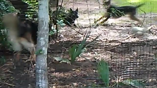 Neighbors Dogs Get Jealous When Our Dog Herds Chickens!