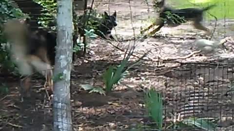 Neighbors Dogs Get Jealous When Our Dog Herds Chickens!