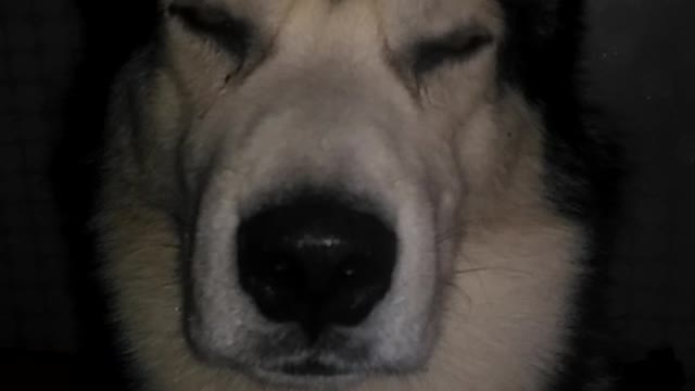 Ghost Rus Wolf